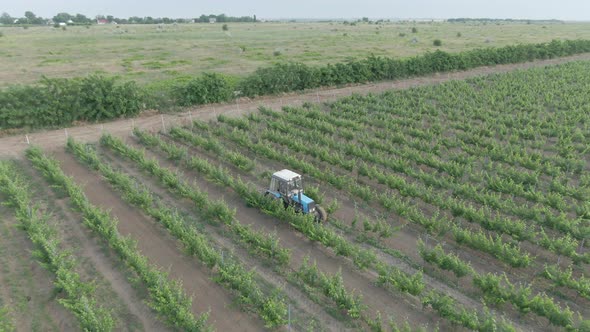 Tractor In The Vineyard