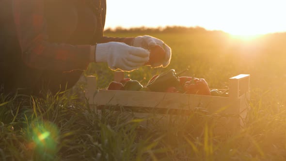 Farmer Woman Holds Vegetables Crop in Wooden Box in the Kitchen Garden at Sunset. The Concept of alt