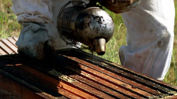 Beekeepers smoking the bees away from hive alt