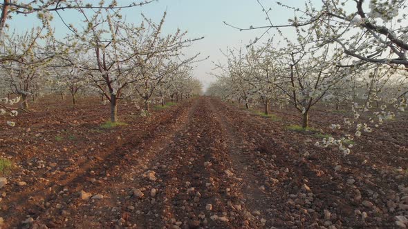 Sweet Cherry Garden Nature Landscape