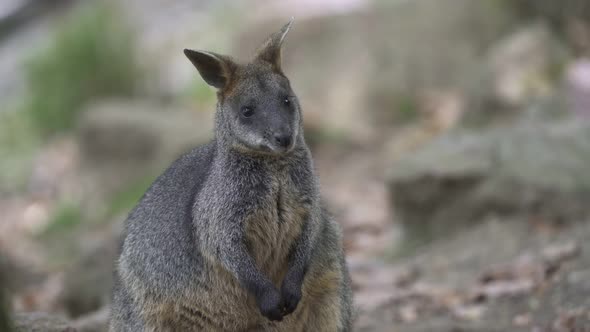 The swamp wallaby (Wallabia bicolor) sitting on grass. Known as the black wallaby.