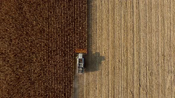Aerial Drone View Flight Over Combine Harvester That Reaps Dry Corn in Field alt