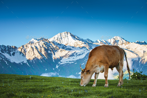 Summer landscape in the Alps with cow grazing - Stock Photo - Images