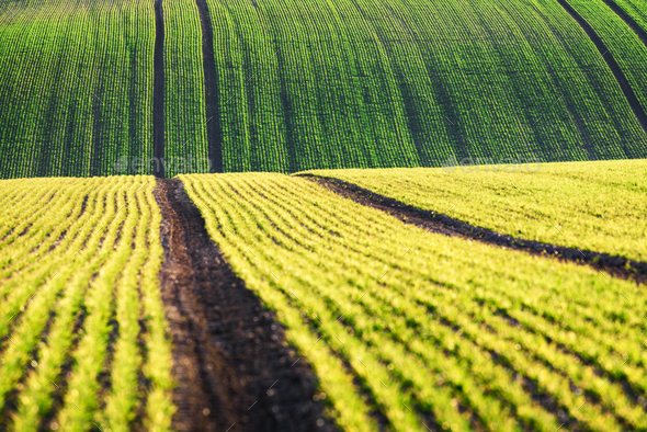 Green wheat rows and waves of the agricultural fields - Stock Photo - Images