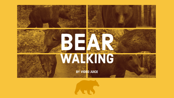 Bear - Walking