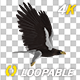 Eurasian White-tailed Eagle - Flying Loop - Down Angle View - 213