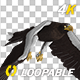 Eurasian White-tailed Eagle - Flying Loop - Down Angle View - 214