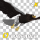 Eurasian White-tailed Eagle - Flying Loop - Down Angle View - 212