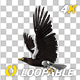 Eurasian White-tailed Eagle - Flying Loop - Down Angle View - 211