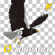 Eurasian White-tailed Eagle - Flying Loop - Down Angle View - 210