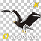 Eurasian White-tailed Eagle - Flying Loop - Down Angle View - 209