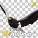 Eurasian White-tailed Eagle - Flying Transition II - 208