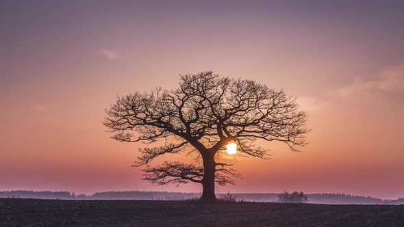 Oak Tree Silhuette with Red Sunset in the Horizon