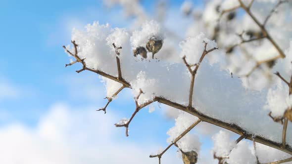 Snow Covered Branches alt