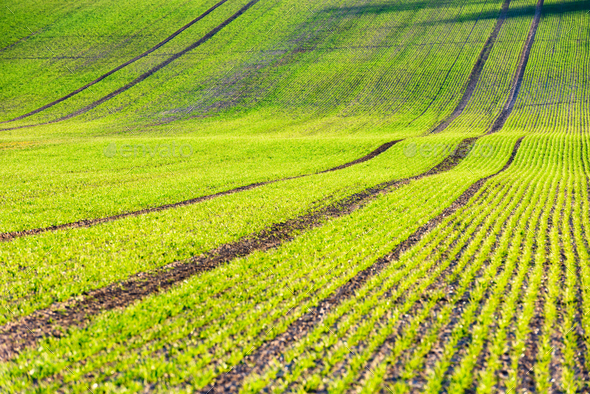Green wheat rows and waves of the agricultural fields - Stock Photo - Images