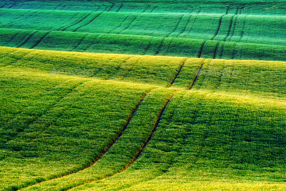 Green wheat rows and waves of the agricultural fields - Stock Photo - Images