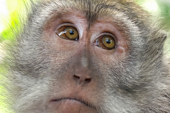 Monkey looking around. Wild nature of Bali, Indonesia - Stock Photo - Images