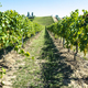 White grape vineyards in Italy. Italian winery. - PhotoDune Item for Sale