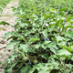 Eggplant on the field. Growing Eggplant in plantation. - PhotoDune Item for Sale