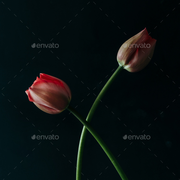 Styled minimalistic still life with tulip flowers on dark background.