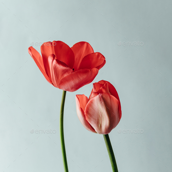 Styled Minimalistic Still Life With Tulip Flowers On White Background Stock Photo By Zamurovic