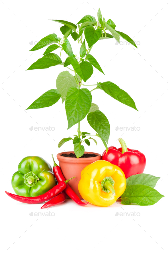 Pepper plant - Stock Photo - Images