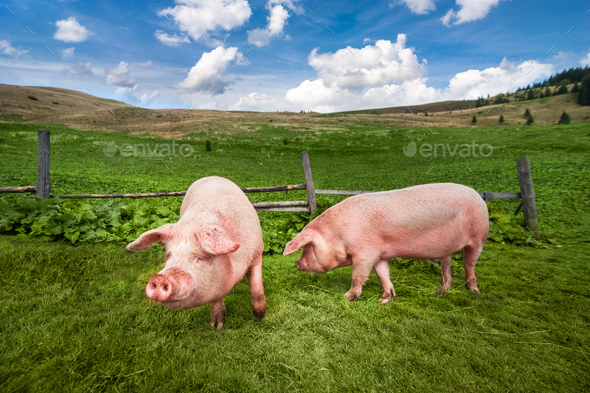 Cute pigs grazing at summer meadow at mountains pasturage - Stock Photo - Images
