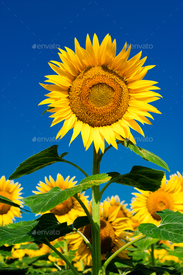 Sunflower field background under blue sky - Stock Photo - Images