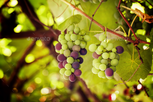 Ripening grapes on the vine - Stock Photo - Images