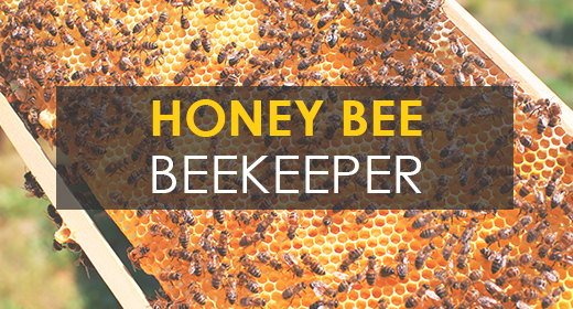 Honey Bee - Beekeeper