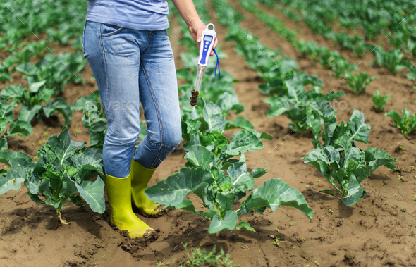 Woman use digital soil meter in the soil. Cabbage plants. - Stock Photo - Images