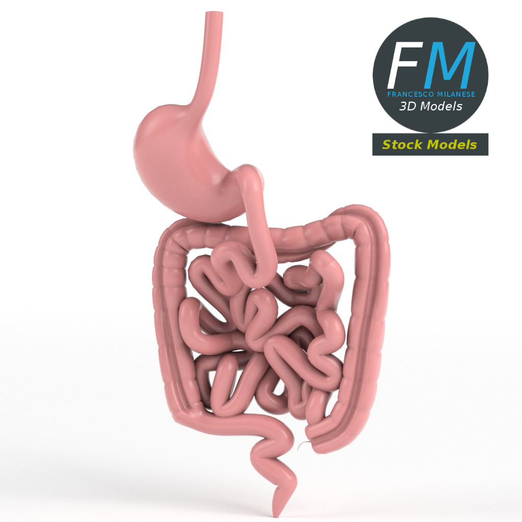 Anatomy - Digestive Gastrointestinal Tract 2 By FrancescoMilanese85