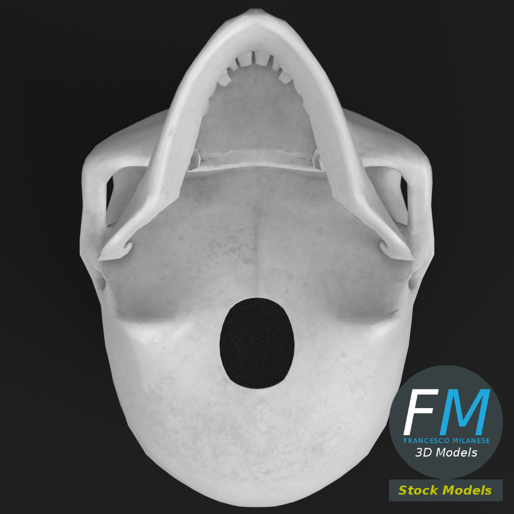 Anatomy - Human skull by FrancescoMilanese85 | 3DOcean