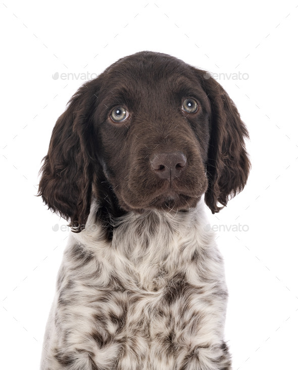 small munsterlander pointer puppies
