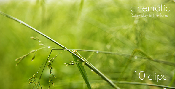 Forest Rain Bundle 1 alt