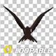 American Eagle - USA Flag - Flying Transition - V - 226