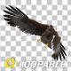 American Eagle - USA Flag - Flying Transition - V - 230