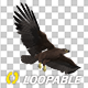 American Eagle - USA Flag - Flying Transition - V - 233