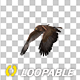 American Eagle - USA Flag - Flying Transition - V - 231