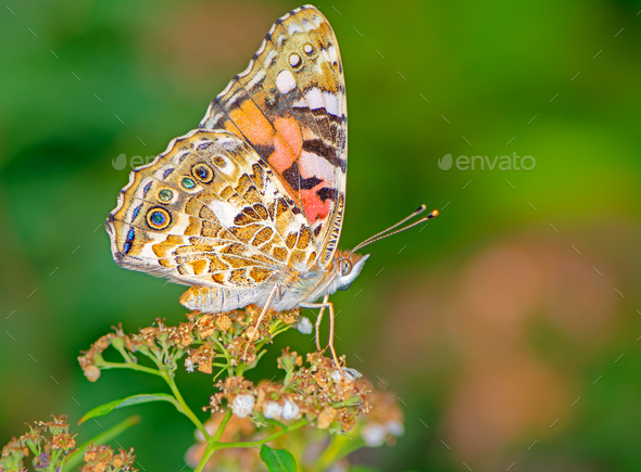 Painted Lady Butterfly - Stock Photo - Images