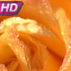 Drops Of Dew On A Delicate Rose - VideoHive Item for Sale