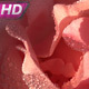 Pink Rose Petals In Dew Drops - VideoHive Item for Sale