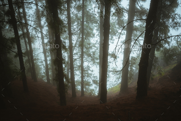Pine trees in mysterious foggy forest. Rainy and misty weather. Fog comming from Cova crater into - Stock Photo - Images