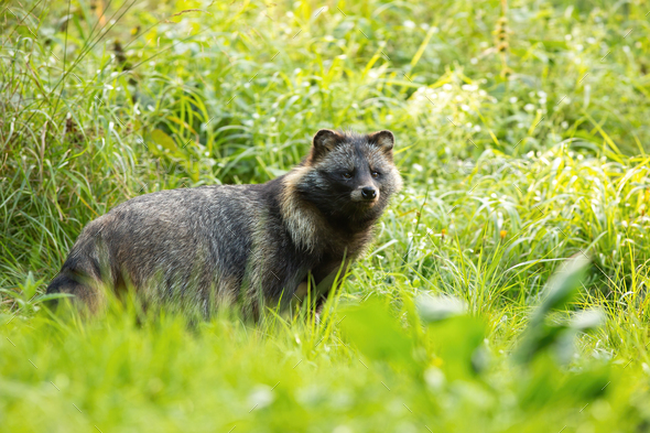 Wild raccoon dog standing in front of tall green vegetation in summer - Stock Photo - Images