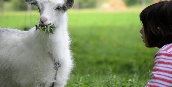 Feeding Baby Goat