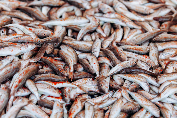 fresh anchovies for sale near me