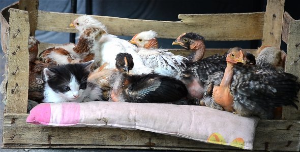 Chicken Resting with Baby Cat