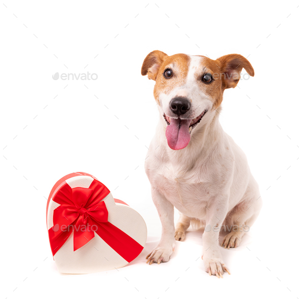 dog jack russell terrier looks up on a white background - Stock Photo - Images