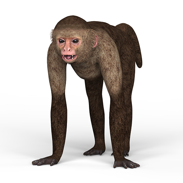 Capuchin Monkey - 3Docean 25897928