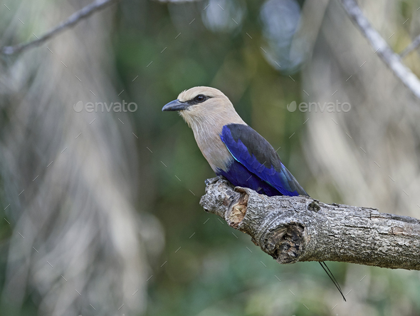 Blue-bellied roller (Coracias cyanogaster) - Stock Photo - Images